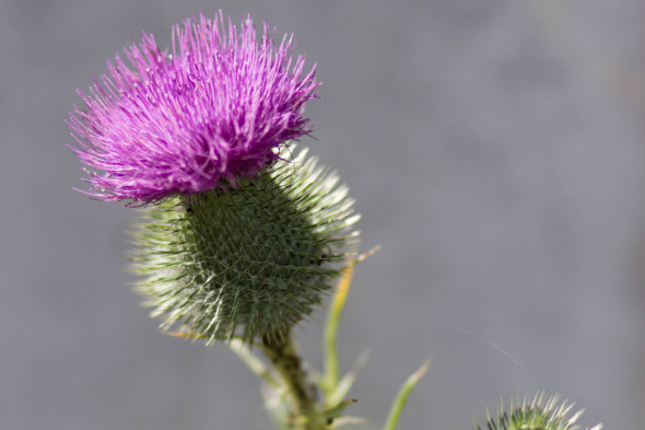 Lila Blüte