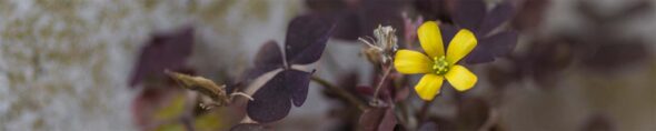 Banner mit kleiner gelben Blüte