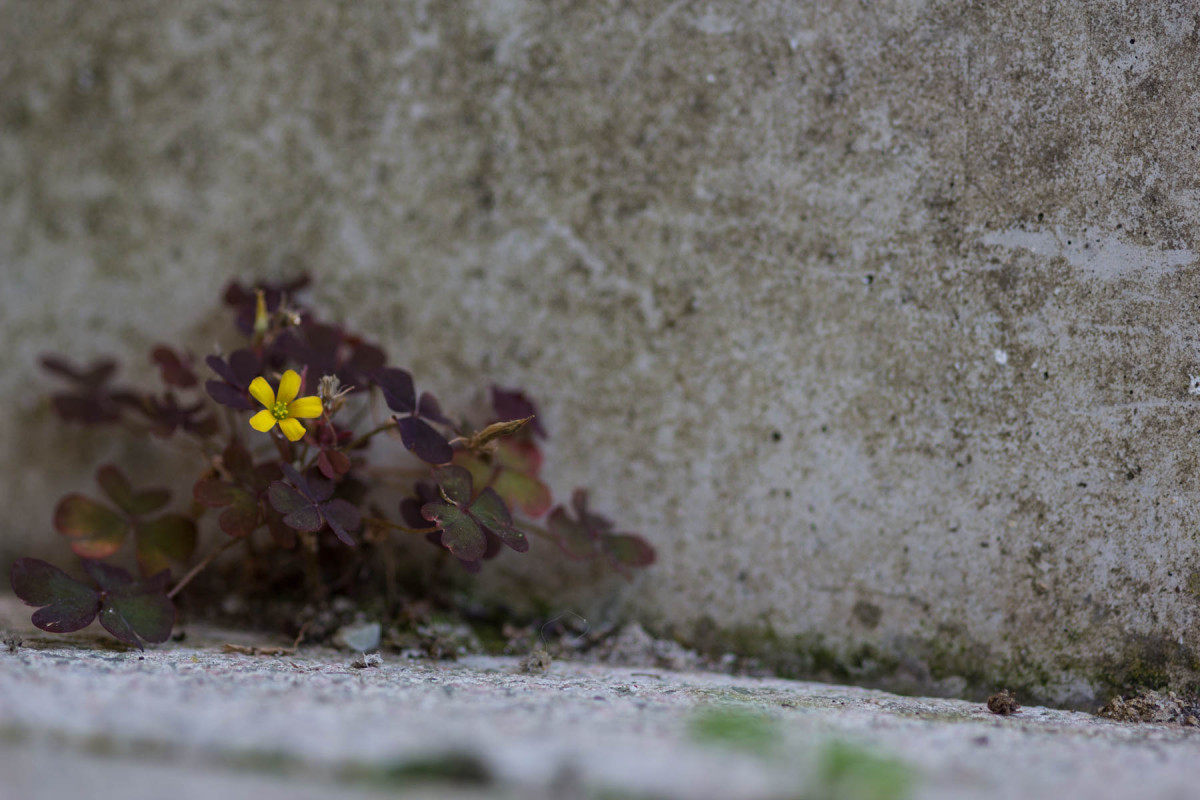 Kleine gelbe Blume